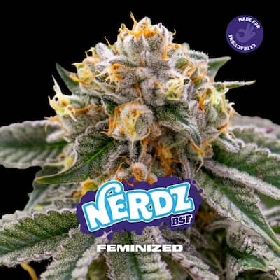 Nerdz > BSF Seeds
